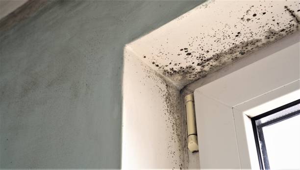 Reliable Ashwaubenon, WI Mold Removal Solutions